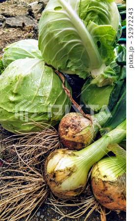 春野菜の収穫 春野菜の収穫 52972243