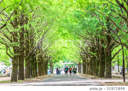 東京　練馬区　春の光が丘公園 52972899