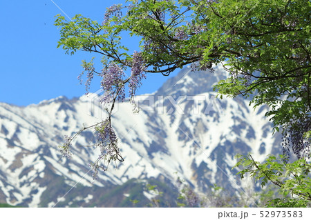 白馬連峰とフジの花 白馬連峰とフジの花 52973583