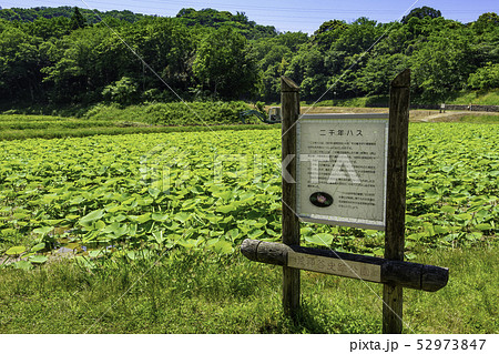 島根県出雲 出雲市斐川町 荒神谷遺跡 二千年ハス 島根県出雲 出雲市斐川町 荒神谷遺跡 二千年ハス 52973847