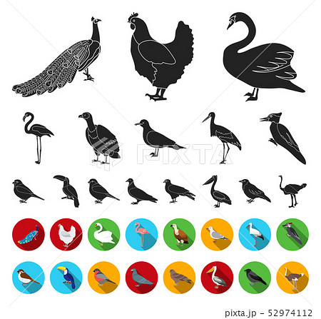 Types of birds black,flat icons in set collection for design. Home and wild bird vector symbol stock 52974112