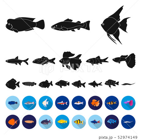 Different types of fish black,flat icons in set collection for design. Marine and aquarium fish 52974149