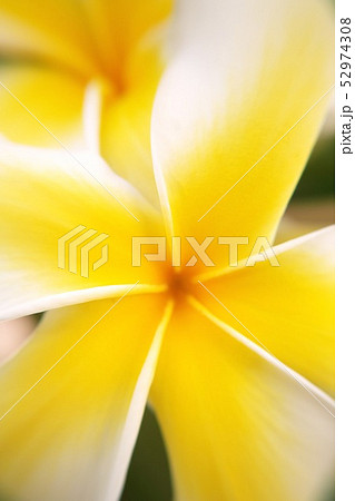 プルメリアの花 52974308