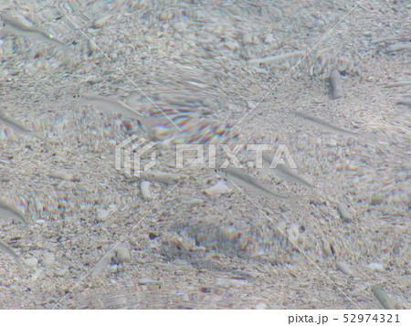 透き通った海と小魚 透き通った海と小魚 52974321