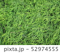 緑の絨毯 52974555