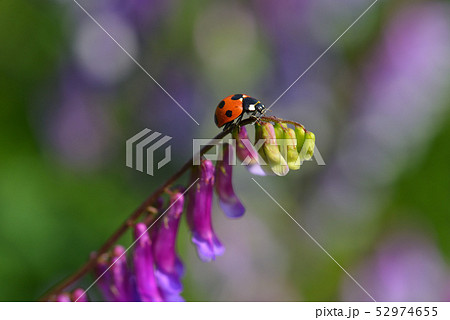 てんとう虫とナヨクサフジ てんとう虫とナヨクサフジ 52974655