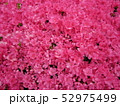 花 52975499