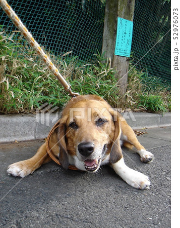 ビーグル　散歩　犬の散歩　拒否　バテる　犬 52976073