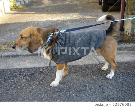 ビーグル 散歩 犬の散歩 セーター 横向き ビーグル 散歩 犬の散歩 セーター 横向き 52976085