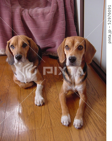 ビーグル 室内犬 多頭飼い 伏せする犬 中型犬の写真素材