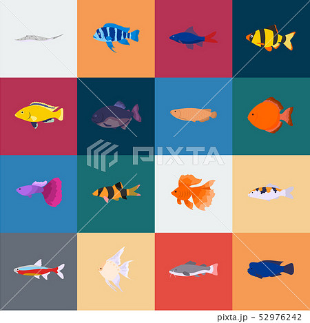 Different types of fish cartoon icons in set collection for design. Marine and aquarium fish vector Different types of fish cartoon icons in set collection for design. Marine and aquarium fish vector 52976242