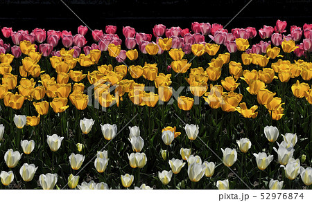 チューリップ畑 52976874