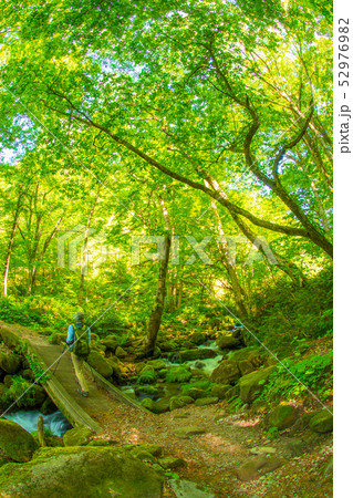 大山 木谷沢 ノルディックウォーク 大山 木谷沢 ノルディックウォーク 52976982