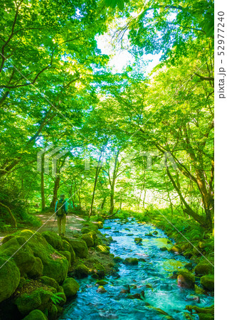 トレッキング 木谷沢 ノルディックウォーク トレッキング 木谷沢 ノルディックウォーク 52977240