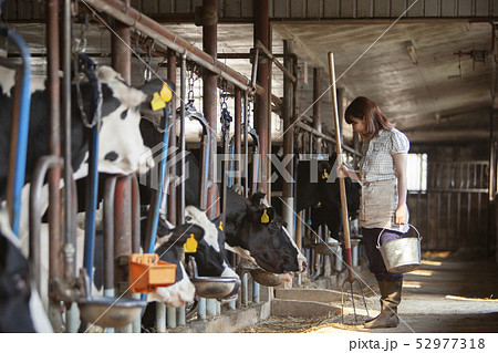牛舎　女性 52977318