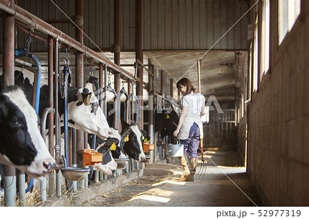 牛舎　女性 52977319