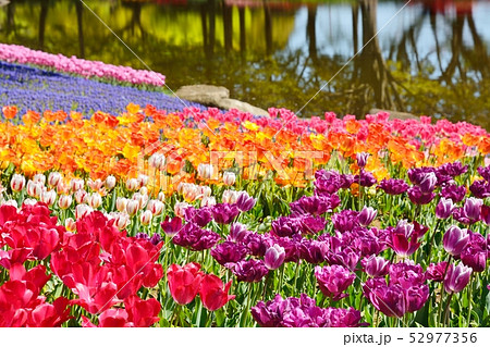 満開のチューリップ畑 満開のチューリップ畑 52977356