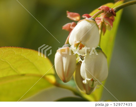 ブルーベリーの花  Blueberry blossomes 52977435