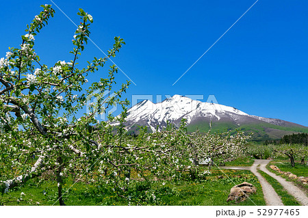 青森県弘前市岩木山麓】春の残雪光る岩木山と津軽のりんご園の写真素材 [52977465] - PIXTA