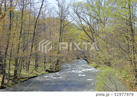 日本 青森県の奥入瀬渓流 日本 青森県の奥入瀬渓流 52977979