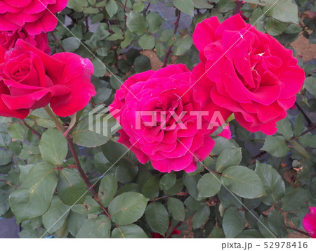 薔薇 赤色 薔薇 赤色 52978416