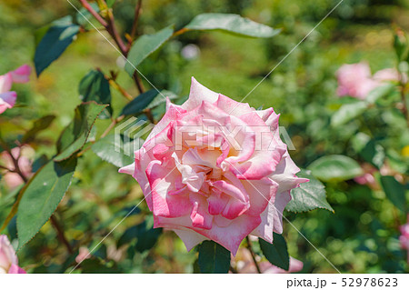 バラの花(春バラ) [夕霧]  作出年1987年 作出国 日本 52978623