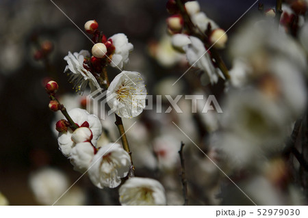 梅、白梅＠荒山（ｺｳｾﾞﾝ）公園、堺市、大阪府 52979030