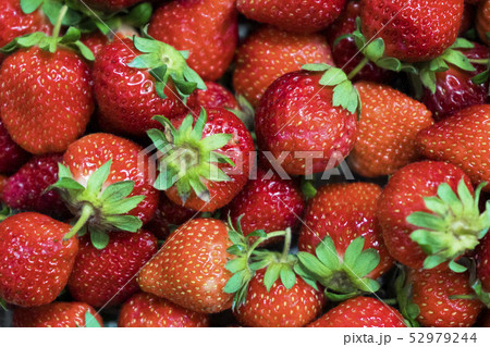 イチゴ いちご 苺 52979244
