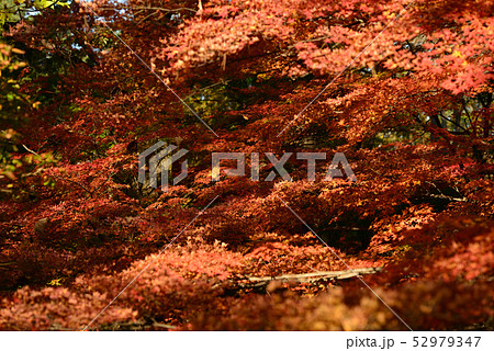紅葉　秋深まる 52979347