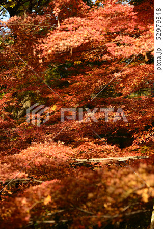 紅葉　秋深まる 52979348