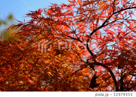 紅葉 秋深まる 紅葉 秋深まる 52979353