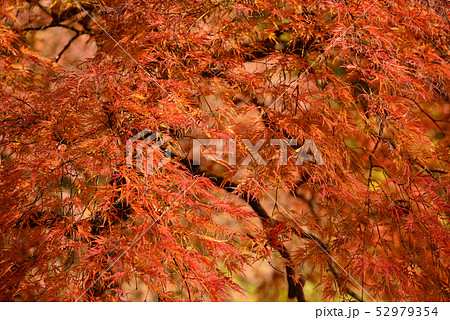 紅葉　秋深まる 52979354