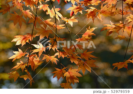 紅葉　秋深まる 52979359