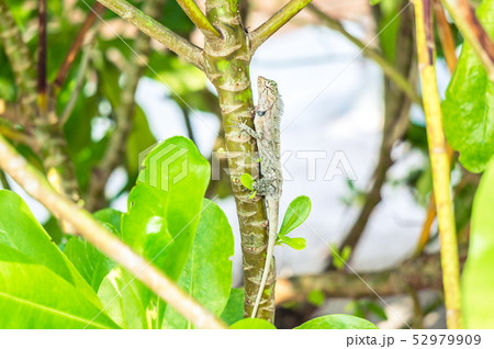 Oriental garden lizard hiding among green bushes 52979909