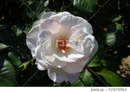 マーガレット メリル(Margaret Merrill) マーガレット メリル(Margaret Merrill) 52979964