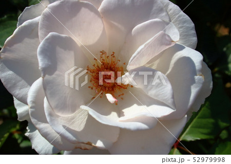 マーガレット　メリル（Margaret Merrill） 52979998