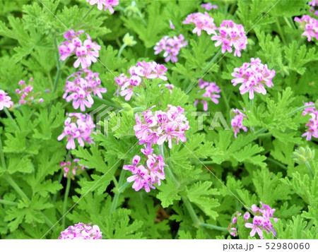 花【ゼラニウム】 52980060
