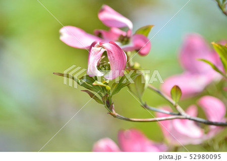 満開のハナミズキ(N) 満開のハナミズキ(N) 52980095