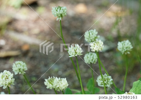 シロツメクサ 52980163