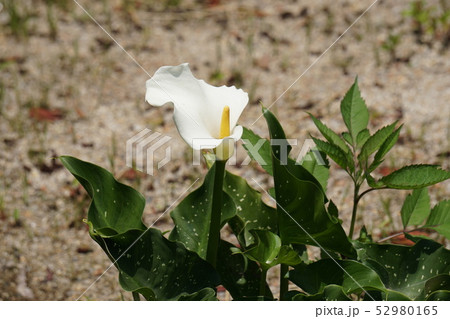 カラーの花 52980165