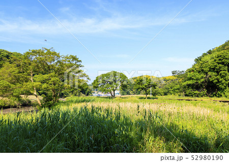 小網代(初夏) 小網代(初夏) 52980190