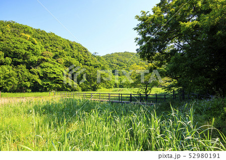 小網代(初夏) 小網代(初夏) 52980191