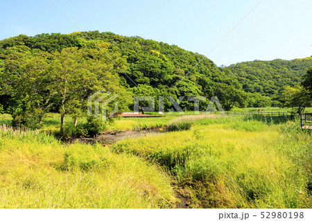 小網代(初夏) 小網代(初夏) 52980198