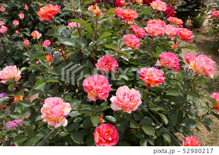 バラ　ラパリジェンヌ 52980217