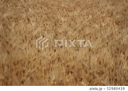 富山県黒部市の大麦　5月 52980439