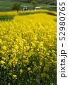 菜の花 52980765