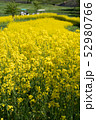 菜の花 52980766
