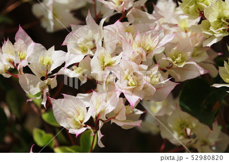 ブーゲンビレア Bougainvillea ブーゲンビレア Bougainvillea 52980820