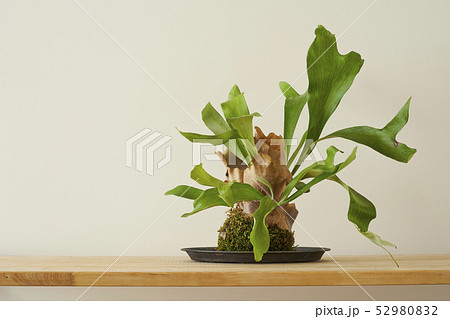 コウモリラン 52980832