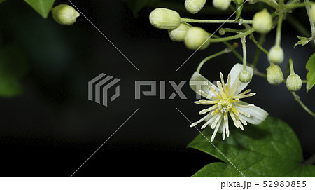 リュウキュウボタンズルの花 52980855